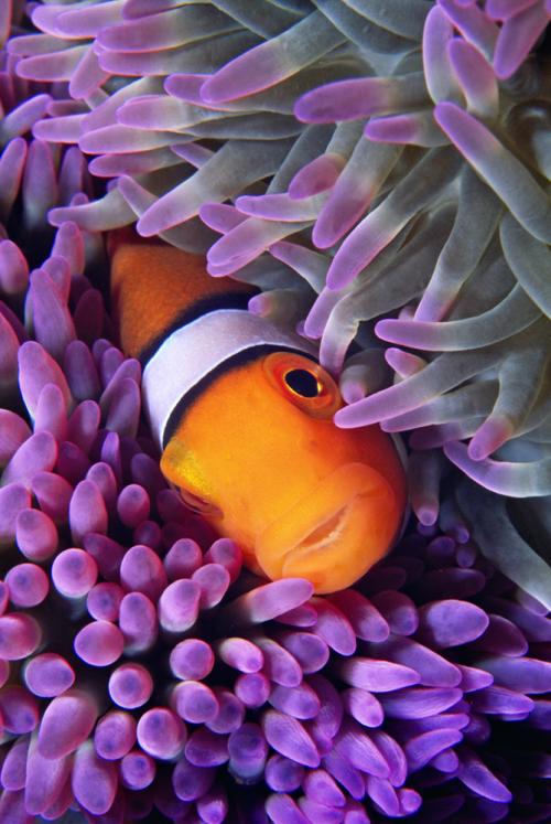 Percula Clownfish-V